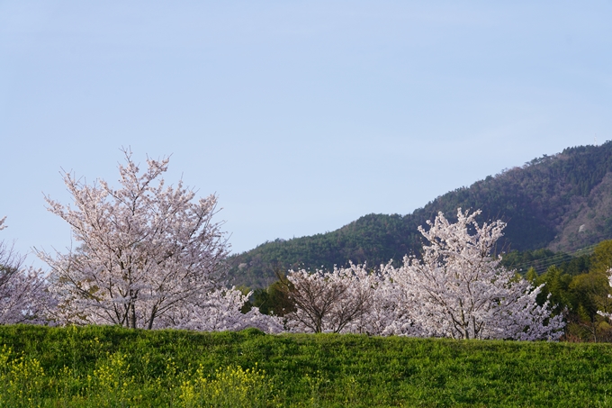 桜_2021_47　保津川堤防　No17