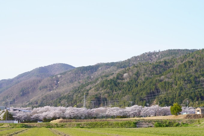 桜_2021_48　丹波国分寺跡_02　No10