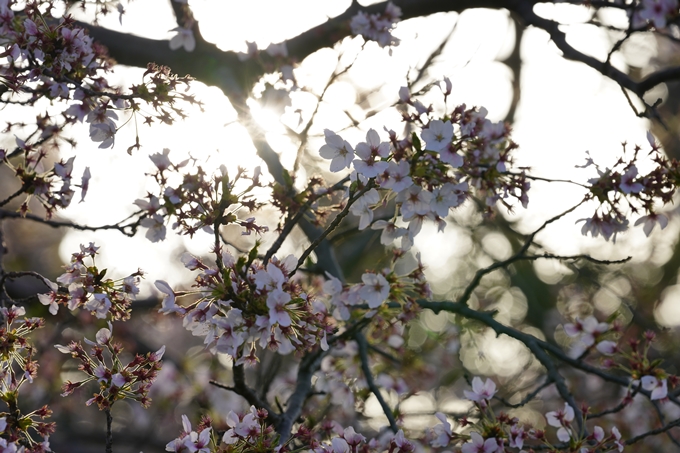 桜_2021_48　丹波国分寺跡_02　No6