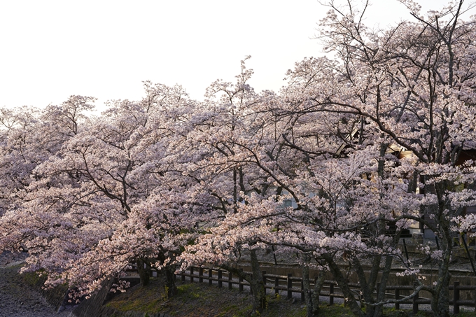 桜_2021_49　七谷川_02　No3