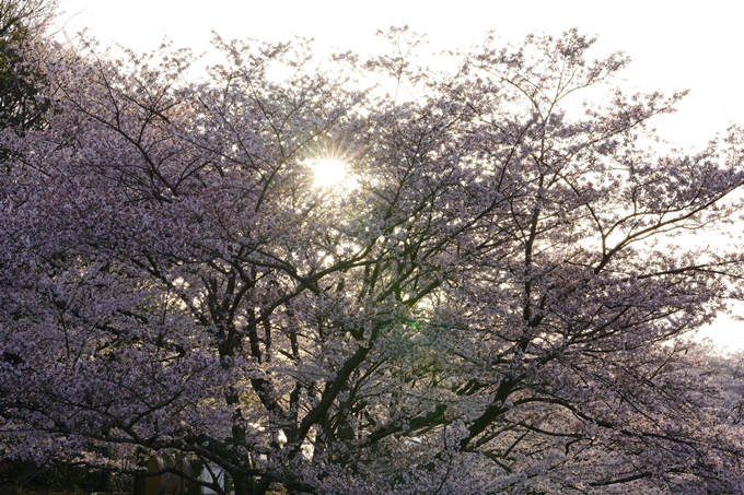 桜_2021_49　七谷川_02　No4