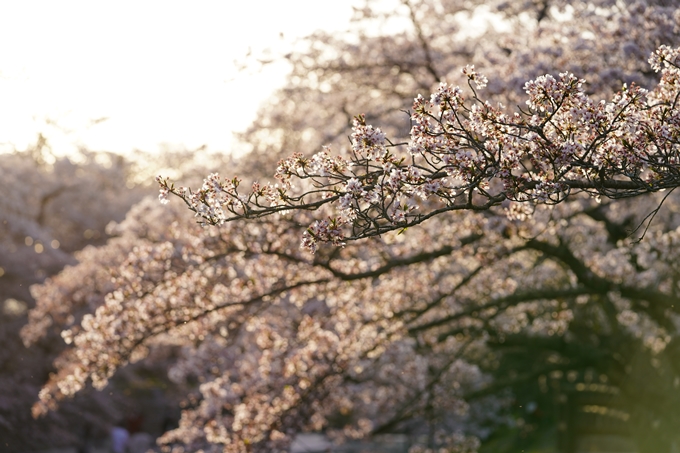 桜_2021_49　七谷川_02　No7