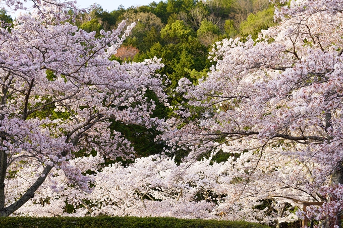 桜_2021_49　七谷川_02　No8