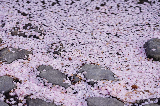 桜_2021_49　七谷川_02　No11