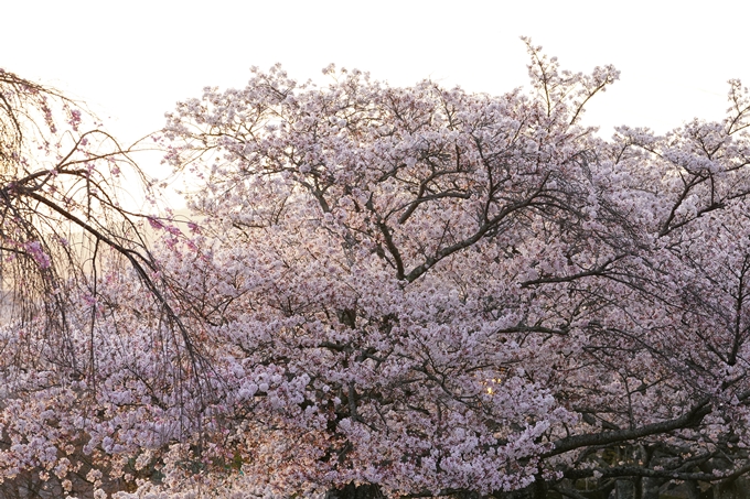 桜_2021_49　七谷川_02　No18