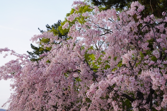 桜_2021_51　半木の道　No2