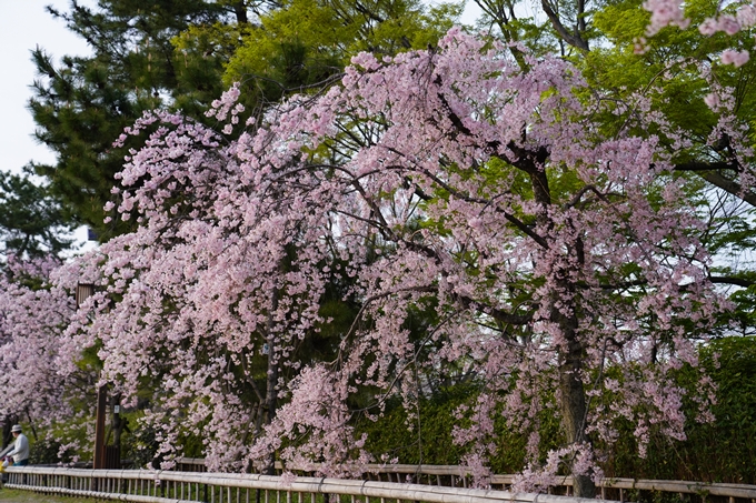 桜_2021_51　半木の道　No3