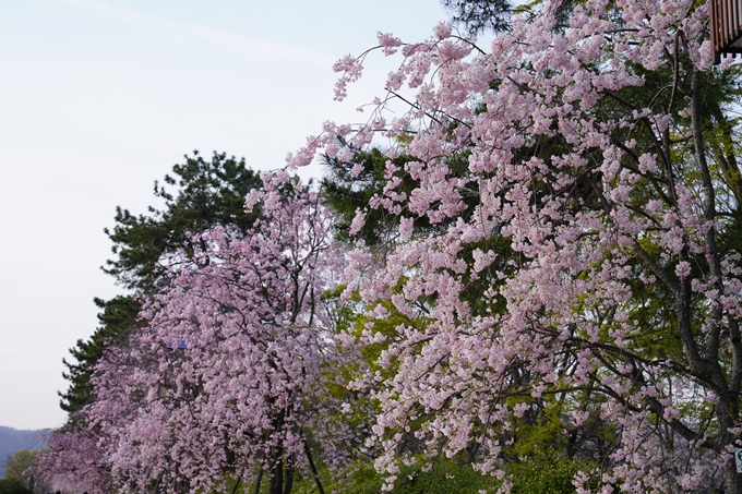 桜_2021_51　半木の道　No4