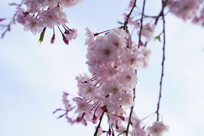 桜_2021_51　半木の道　No5