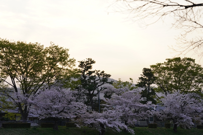 桜_2021_51　半木の道　No15