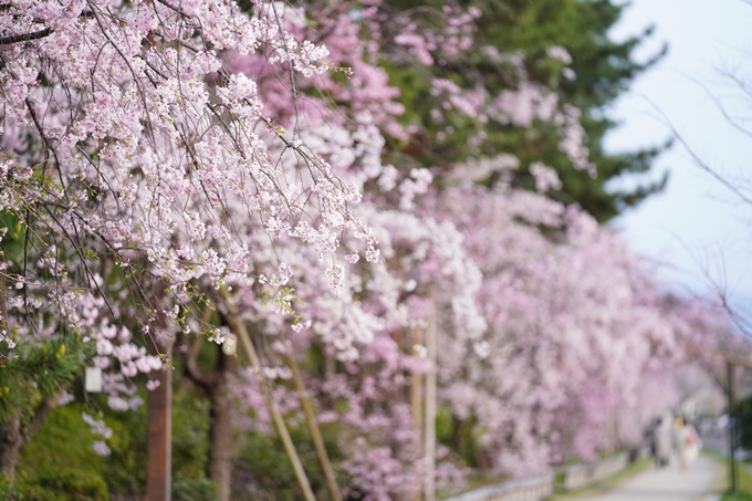 桜_2021_51　半木の道　No16