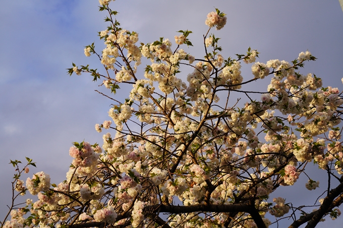 桜_2021_52　堀川　No2