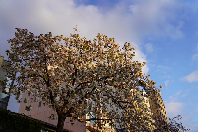 桜_2021_52　堀川　No5