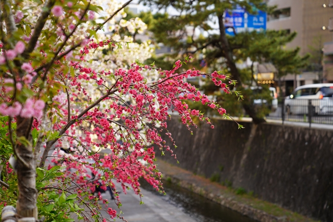 桜_2021_52　堀川　No6