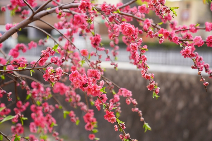 桜_2021_52　堀川　No7