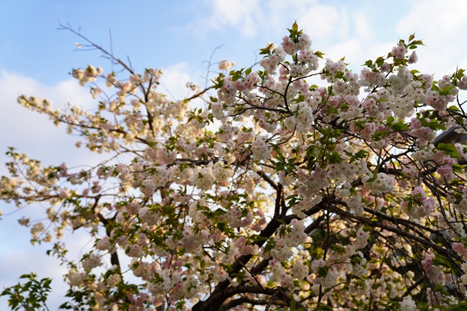 桜_2021_52　堀川　No8