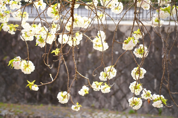 桜_2021_52　堀川　No10