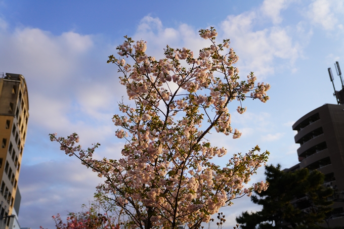 桜_2021_52　堀川　No11