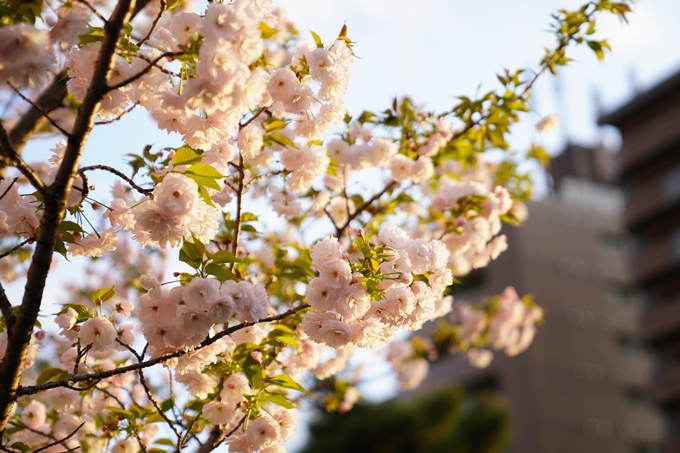 桜_2021_52　堀川　No12