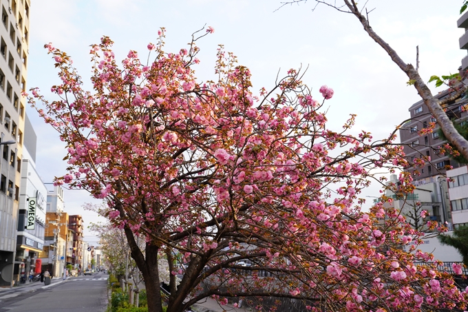 桜_2021_52　堀川　No15