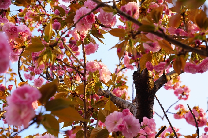 桜_2021_52　堀川　No16