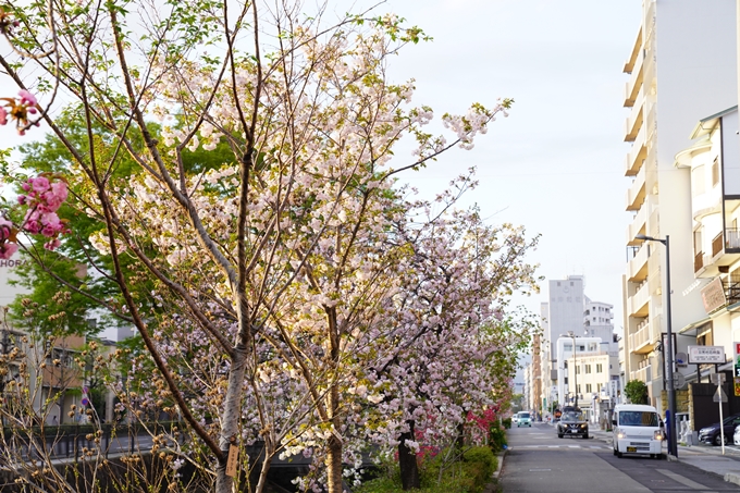 桜_2021_52　堀川　No17