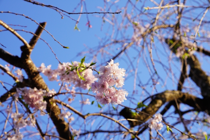 桜_2021_53　京都地方裁判所　No2