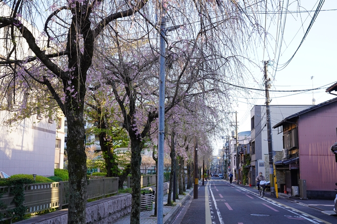 桜_2021_53　京都地方裁判所　No3