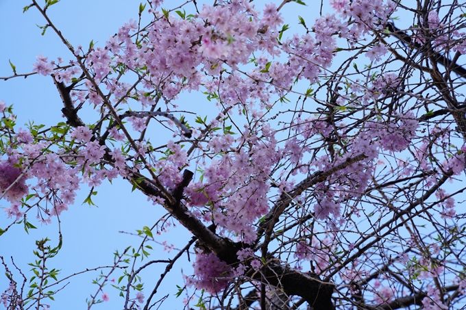 桜_2021_53　京都地方裁判所　No4