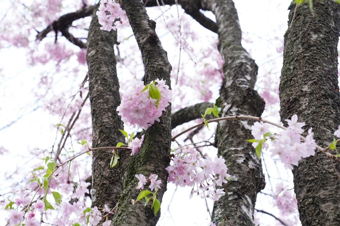 桜_2021_53　京都地方裁判所　No6