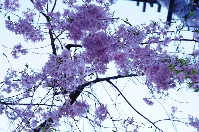 桜_2021_53　京都地方裁判所　No7