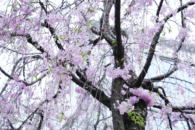 桜_2021_53　京都地方裁判所　No8