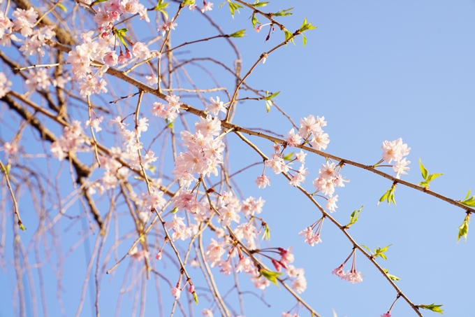 桜_2021_53　京都地方裁判所　No9