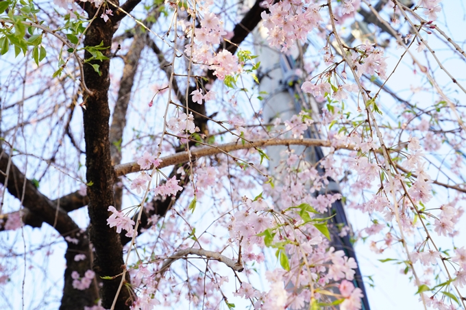 桜_2021_53　京都地方裁判所　No10