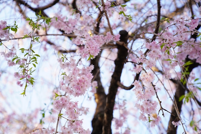 桜_2021_53　京都地方裁判所　No11