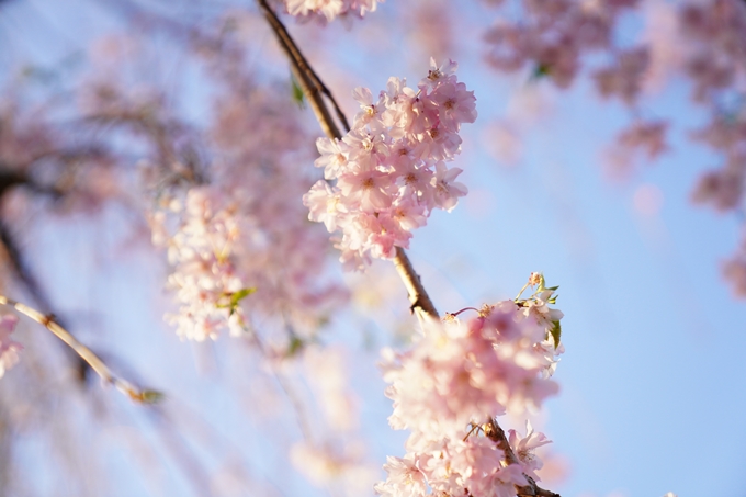 桜_2021_53　京都地方裁判所　No12