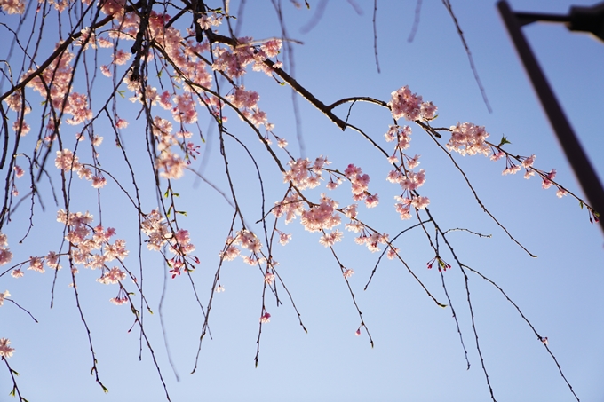 桜_2021_53　京都地方裁判所　No14