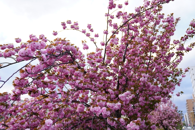 桜_2021_54　堀川_02　No3