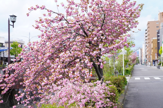 桜_2021_54　堀川_02　No4