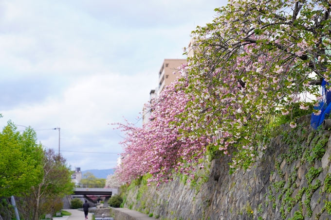 桜_2021_54　堀川_02　No5