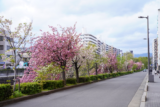 桜_2021_54　堀川_02　No6