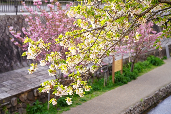 桜_2021_54　堀川_02　No7