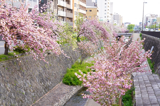 桜_2021_54　堀川_02　No8