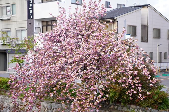 桜_2021_54　堀川_02　No11