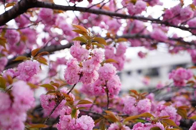 桜_2021_54　堀川_02　No13