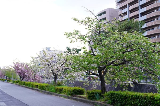 桜_2021_54　堀川_02　No2