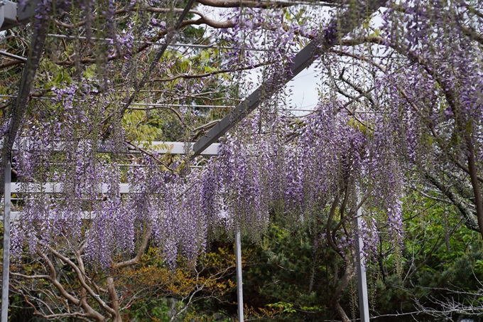 大井神社_藤　No3