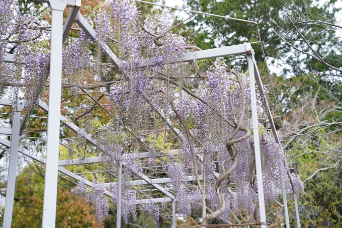 大井神社_藤　No5