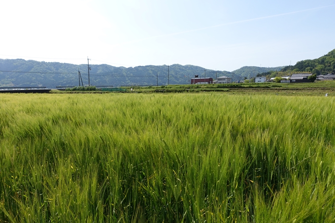 霊仙ヶ岳登山_法貴古墳群_法貴城跡　No8