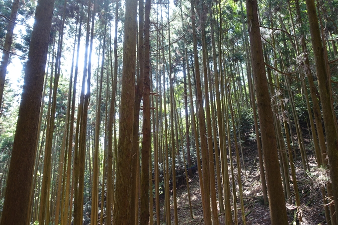 霊仙ヶ岳登山_法貴古墳群_法貴城跡　No37